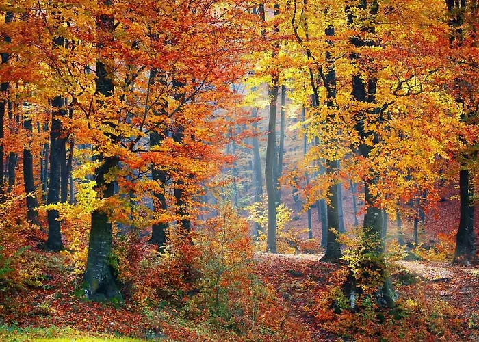 Drei Haselnuesse * Nazza